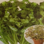 ΚΟΛΙΑΝΔΡΟΣ