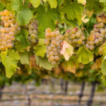 ΟΙΝΟΠΟΙΗΣΙΜΑ