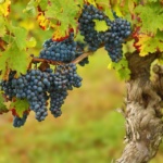 ΕΠΙΤΡΑΠΕΖΙΑ