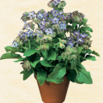 ΒΟΤΑΝΟ ΜΠΟΡΑΓΚΟ