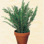 ΔΕΝΔΡΟΛΙΒΑΝΟ