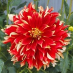 ΝΤΑΛΙΕΣ ΓΙΓΑΣ (ΚΑΣΕΤΙΝΑ)