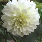 ΝΤΑΛΙΑ EWHITE PERFECTION