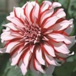 ΝΤΑΛΙΑ REBECCA'S WORLD