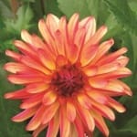 ΝΤΑΛΙΑ BRIGHT DIAMONT