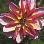 ΝΤΑΛΙΑ DARK BUTTERFLY