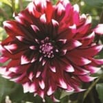 ΝΤΑΛΙΑ CONTRASTE