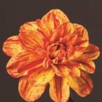 ΝΤΑΛΙΑ PASOLINI