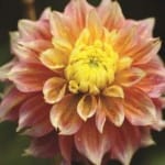 ΝΤΑΛΙΑ PROYCON