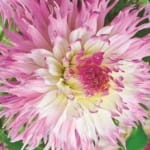 ΝΤΑΛΙΑ SOHO WONDER