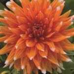 ΝΤΑΛΙΑ COLOR SPECTACLE