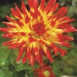 ΝΤΑΛΙΑ VUURVOGEL