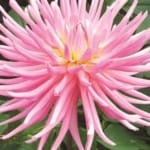 ΝΤΑΛΙΑ STAR'S FAVOURITE