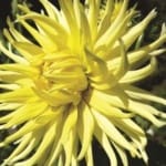 ΝΤΑΛΙΑ KENNEMERLAND