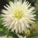 ΝΤΑΛΙΑ MY LOVE