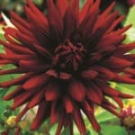 ΝΤΑΛΙΑ NUIT D'ETE