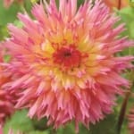 ΝΤΑΛΙΑ NEKEZAKI