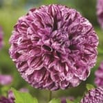 ΝΤΑΛΙΑ MARBLE BALL