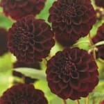 ΝΤΑΛΙΑ LA RECOLETA