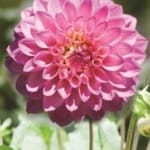 ΝΤΑΛΙΑ STOLZE VON BERLIN