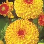 ΝΤΑΛΙΑ GOLDEN SCEPTER