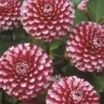 ΝΤΑΛΙΑ LITTLE WILLIAM