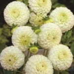 ΝΤΑΛΙΑ SNOWFLAKE