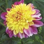 ΝΤΑΛΙΑ BOOGIE WOOGIE