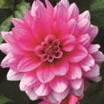 ΝΤΑΛΙΑ BLUESETE