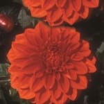 ΝΤΑΛΙΑ ELLEN HOUSTON