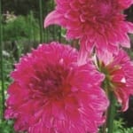 ΝΤΑΛΙΑ YARRA FALLS