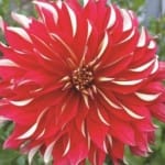 ΝΤΑΛΙΑ NICK SR