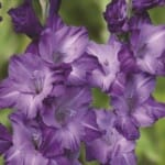 ΓΛΑΔΙΟΛΕΣ BLUE