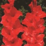 ΓΛΑΔΙΟΛΕΣ RED