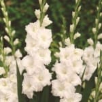 ΓΛΑΔΙΟΛΕΣ WHITE