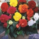 ΒΙΓΩΝΙΕΣ ΔΙΠΛΕΣ ΜΕΙΓΜΑ