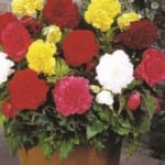 ΒΙΓΩΝΙΕΣ FIMBRIATTA ΜΕΙΓΜΑ