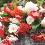 ΒΙΓΩΝΙΕΣ PENDULA ΜΕΙΓΜΑ