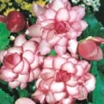 ΒΙΓΩΝΙΕΣ RICOTEE