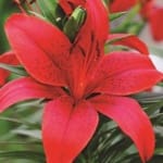 ΛΙΛΙΟΥΜ ASIATIC RED