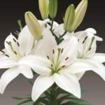 ΛΙΛΙΟΥΜ ASIATIC WHITE