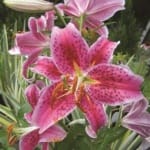 ΛΙΛΙΟΥΜ STARGAZER