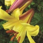 ΛΙΛΙΟΥΜ GOLDEN SPLENDOUR