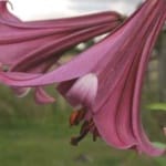 ΛΙΛΙΟΥΜ PINK PERFECTION