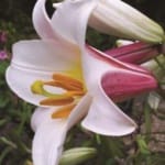 ΛΙΛΙΟΥΜ REGALE