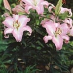 ΛΙΛΙΟΥΜ POT VAN VEEN