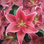 ΛΙΛΙΟΥΜ POT LOVE STORY