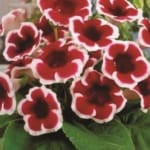 ΓΛΩΞΙΝΙΑ KAIZER FRIEDRICH