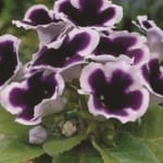 ΓΛΩΞΙΝΙΑ KAIZER WIHWLM