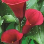 ΚΑΛΛΕΣ RED SOX